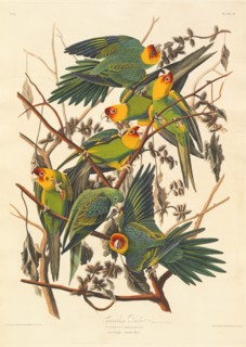 Carolina Parrot, 1827.