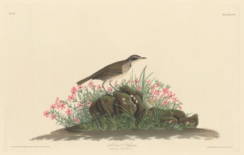 Prairie Titlark, 1830.