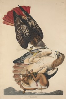Red Tailed Hawk, 1829.