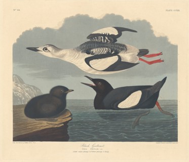 Black Guillemot, 1834.