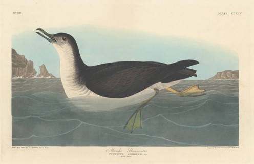 Manks Shearwater, 1836.