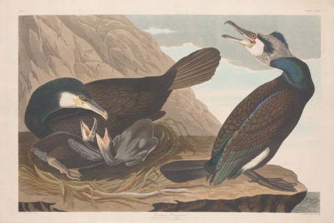 Common Cormorant, 1835.