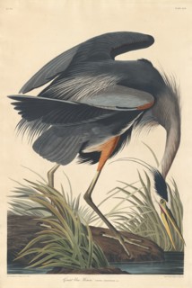Great blue Heron, 1834.