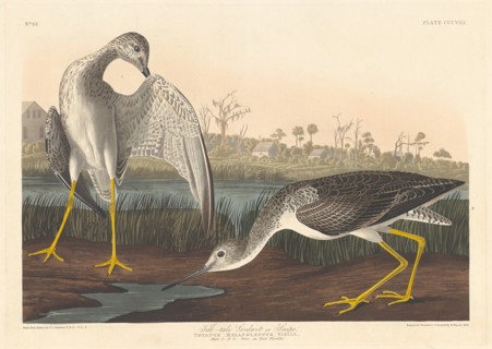 Tell-tale Godwit, 1836.