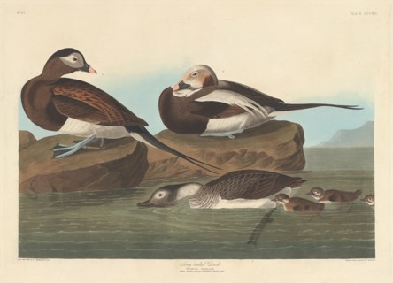 Long-tailed Duck, 1836.