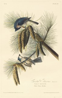 Crested Titmouse, 1828.