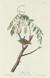 Chipping Sparrow, 1831.