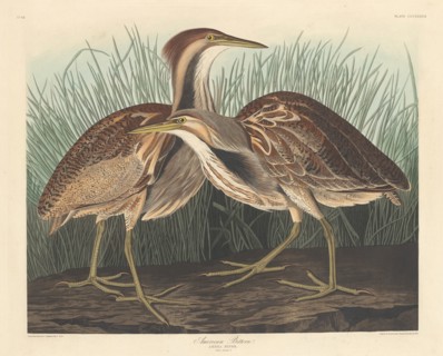 American Bittern, 1836.