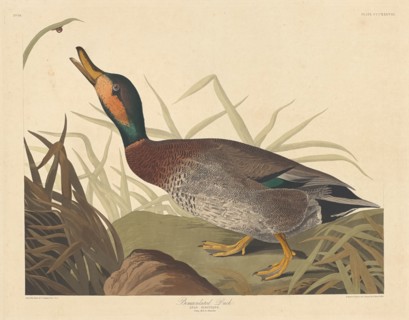 Bemaculated Duck, 1836.