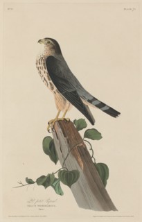 Le Petit Caporal, 1829.