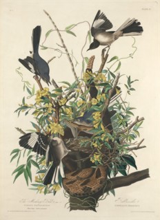The Mocking Bird, 1827.