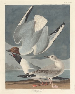 Bonapartian Gull, 1836.