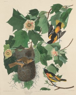 Baltimore Oriole, 1827.