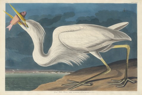 Great White Heron, 1835.