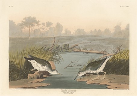Spotted Sandpiper, 1836.
