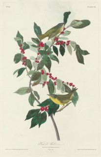 Nashville Warbler, 1830.