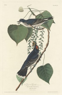 Tyrant Flycatcher, 1830.
