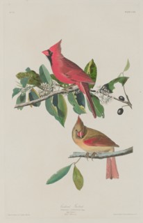 Cardinal Grosbeak, 1833.