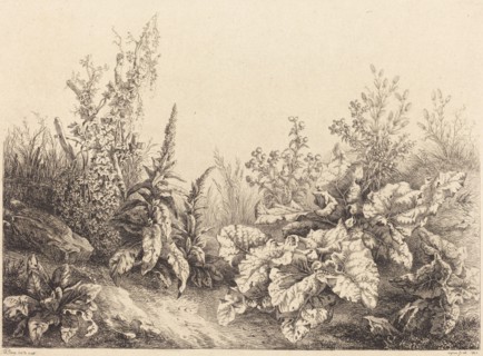 Study of a Burdock, 1840.