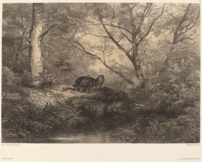 Marcassins. [Wild boars].