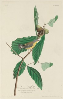 Swainson's Warbler, 1828.
