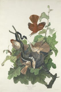 Ferruginous Thrush, 1831.