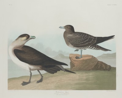 Richardson's Jager, 1835.