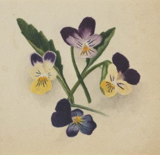 Untitled (Pansies), 1874.
