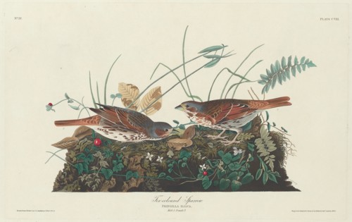 Two-colored Sparrow, 1831.