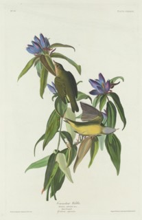 Connecticut Warbler, 1832.