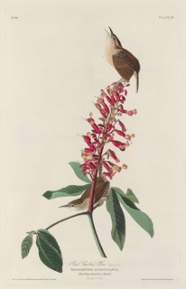 Great Carolina Wren, 1830.