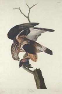 Rough-legged Falcon, 1833.