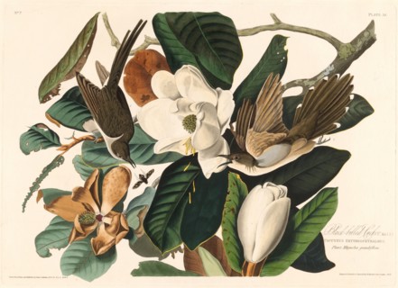 Black-billed Cuckoo, 1828.