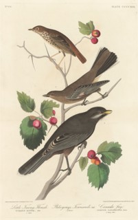 Little Tawny Thrush, 1838.