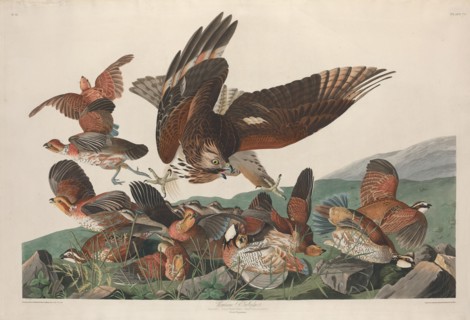 Virginian Partridge, 1830.