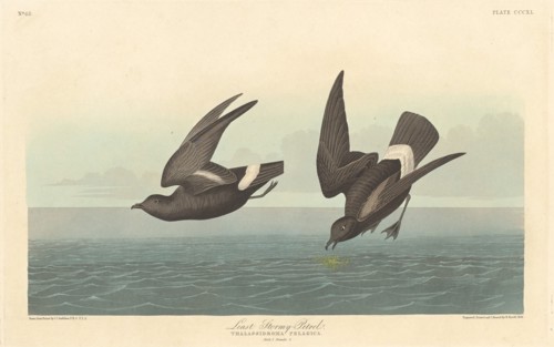 Least Stormy Petrel, 1836.