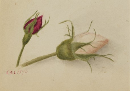 Untitled (Rosebuds), 1874.