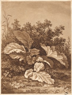 A Study of Leaves, c. 1800.