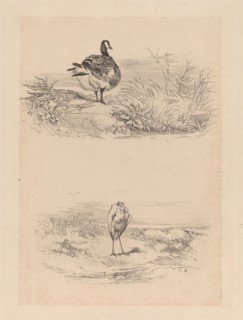 Oie, Heron. [Goose, Heron].