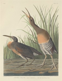Salt Water Marsh Hen, 1834.