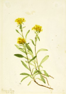 Sidesaddle Goldenrod, 1917.