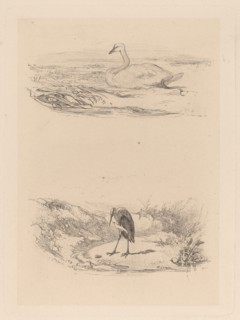 Cygne, heron. [Swan, heron].