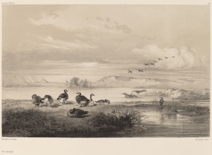 Oies sauvages. [Wild geese].