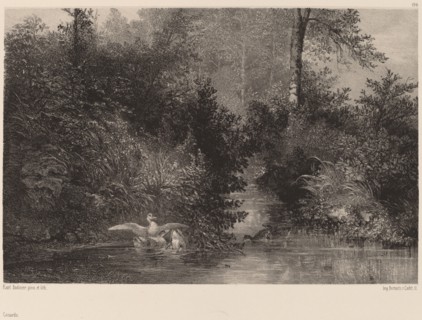 Canards, 1861/1866. [Ducks].
