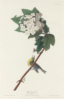 Yellow-throated Vireo, 1831.