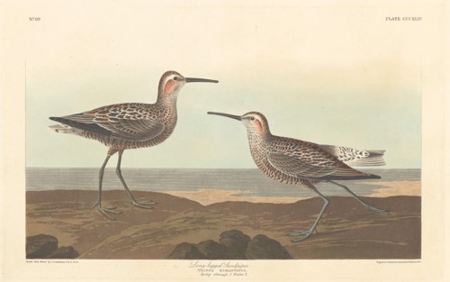 Long-legged Sandpiper, 1836.