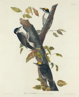 Three-Toed Woodpecker, 1832.