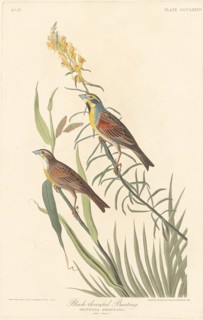 Black-throated Bunting, 1837.