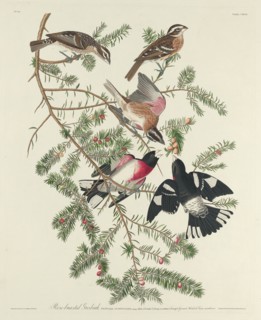 Rose-breasted Grosbeak, 1832.
