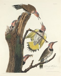 Gold-winged Woodpecker, 1828.